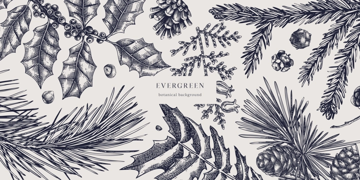 Christmas background. Vector frame with hand drawn conifers sketch - cypress, fir, spruce, pine, holly, larch, yew. Vintage design for Christmas decoration. Winter trees botanical illustration